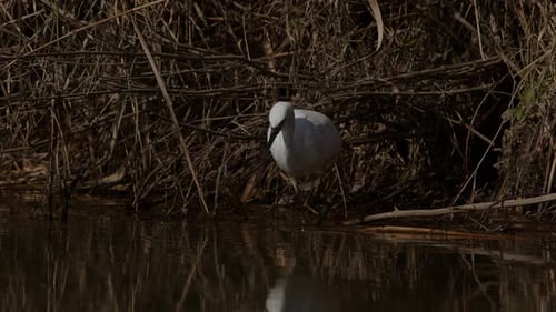 White Bird Standing in River Bank