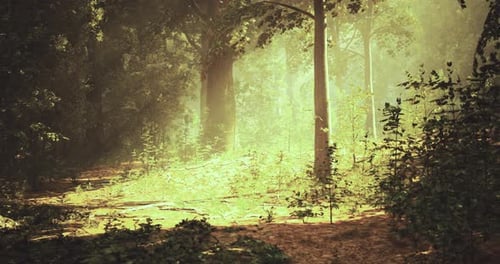Sunlight Filters Through Lush Trees in a Tranquil Forest Pathway