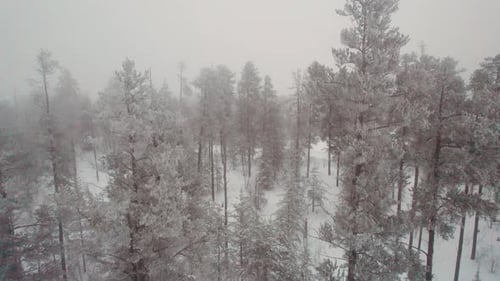 Nebeliger Winterwald des Nordens