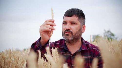 Caucasian Adult Farmer Examining Wheat Crop Smiling for Success at Cereal Plantation