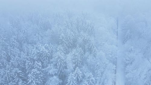Aerial view of the frozen forest with snow-covered trees. Flight back over snowy coniferous forest.