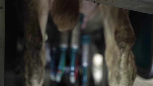 Cow milking system. Atomatiс diary robot for milking cows at diary farm