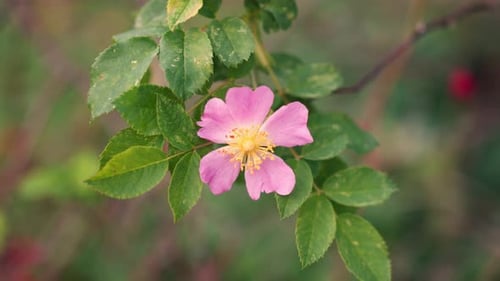 Close Up of a Light Pink Flower