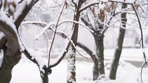 Snowy Trees Branches on Background of City Street in Winter Snowfall Snowstorm