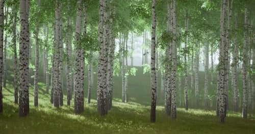 Misty Morning Light Filters Through a Serene Birch Forest in Early Spring