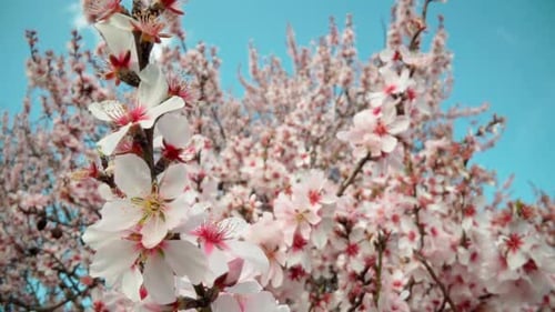 Spring Flowering of Almond Trees with Beautiful Pink Flowers with a Nectar File for Bees