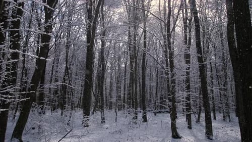 Tree Branches are Covered with Snow Which Falls to the Ground with a Light Wind