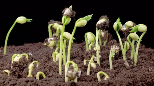 Time Lapse of Green Beans Growing on Black Background