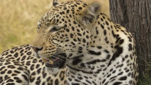 Nahaufnahme eines majestätischen Leoparden, der neben einem Baum auf dem Boden liegt, Strom