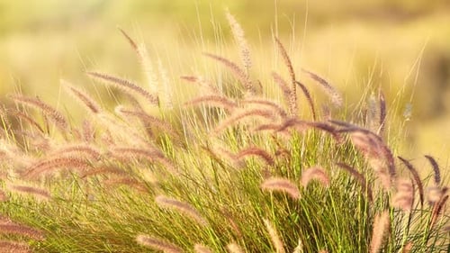 Tufted Grass Gently Swaying in the Breeze