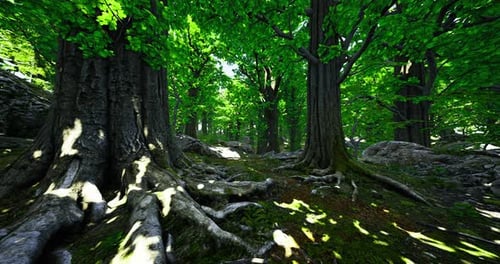 Lush Forest Pathway Surrounded By Vibrant Greenery During Daytime