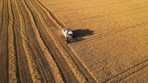 Combine Harvesting Golden Wheat Field from Above