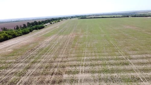 Blue Tractor O.A. Planting Canola On No Till Field
