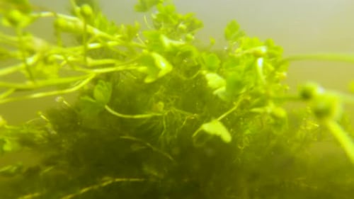 underwater close-up of freshwater algae waving in the current