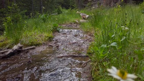 Beautiful view of Flowers on Mountain Stream.