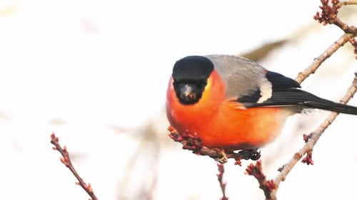 Handaufnahme eines leuchtend orangefarbenen Eurasischen Dompfaffes, der Beeren von einem Ast frisst