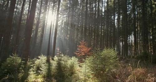 Fascinating Nature and Beauty of the Forest The Sun's Rays and the Sun Broke Through the Coniferous