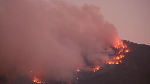 Waldbrand, brennende Bäume