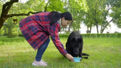 Cute Black Female Dog Drinking Water From Plastic Bowl in Park During Walk