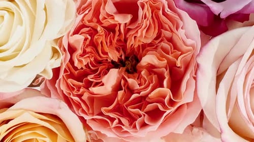 Macro Shot of Pastel Colored Roses in Bloom