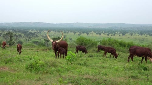 Traditional African Ankole-Watusi Cattle in Rural Uganda Landscape