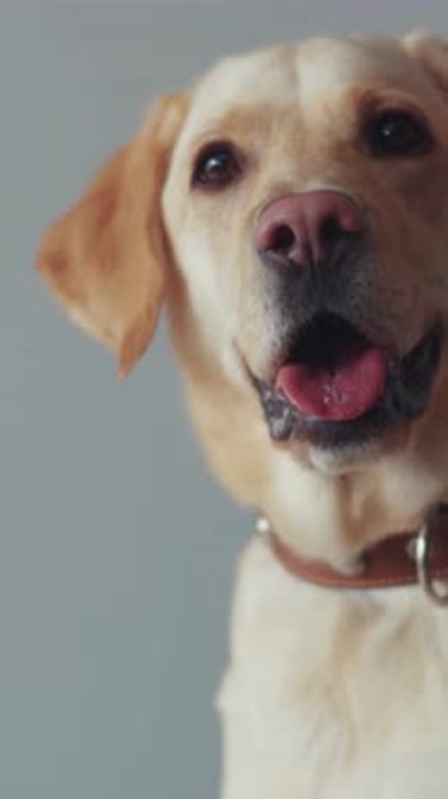 Close Up of Golden Labrador Dog Panting