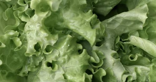 Fresh green lettuce leaves with water droplets