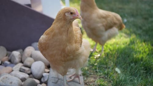 Aqui temos algumas lindas galinhas vermelhas apenas comendo e vagando pelo jardim do quintal.
F