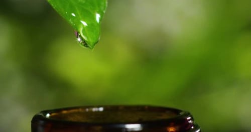 blend of essential oils with water drops, scents and aromas in aromatherapy for wellness and spa.