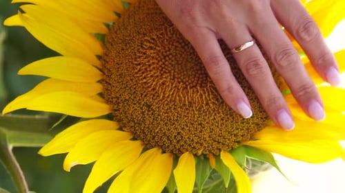 Woman Sunflower Field Woman Agronomist and Farmer Inspect Cultivated Sunflowers at Sunset Closeup of