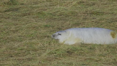 In the Atlantic grey seal breeding season, newborn pups with white fur bond with mothers, nurtured i