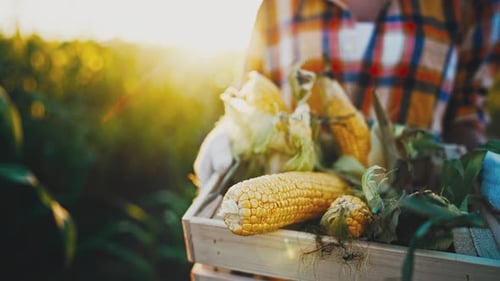 Close Up of Harvest Box in Hands Farmer
