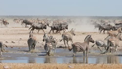 African Wildlife At A Waterhole - Etosha National Park