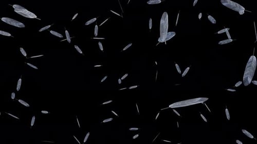Graceful Feathers Falling Gently Slow Motion