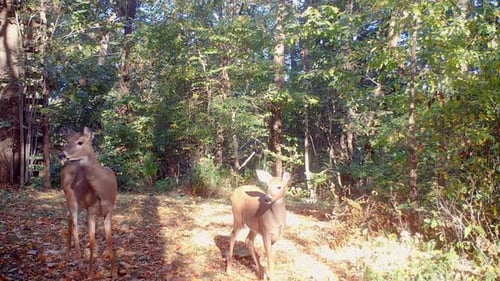 Whitetail Deer in a Sunny Clearing in the Woods