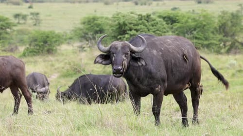 Búfalo africano en cámara lenta con pájaros bueyes en el cuerpo en los pastizales de Masai Mara