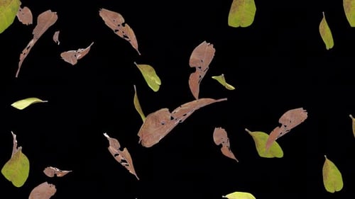 Feuille sèche 10 kg