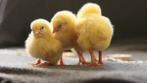 Close Up of Little Chicks Sleeping Together Cute Newborn Chicks Breeding Poultry
