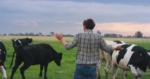 A mature male shepherd is gathering cows used for biological milk products industry on a green law