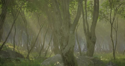 Enchanted Forest Bathed in Morning Light with Gentle Mist Rising