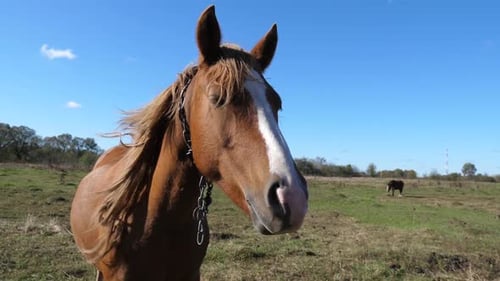 41. Horses graze in the field. Agriculture. Caring for horses.
