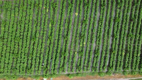 Aerial view of workers collecting agricultural produce in plantation.