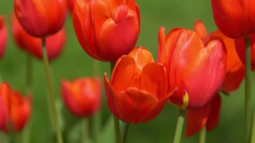 Red Tulips Bloom in Spring Tulip Flower Nature Floral Background Botanical Garden Flowering Buds