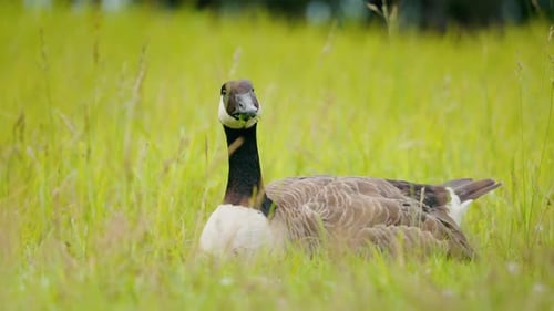 Canada Goose Resting in Tall Grass and Looking at the Camera with a Piece of Green Grass in Its Beak