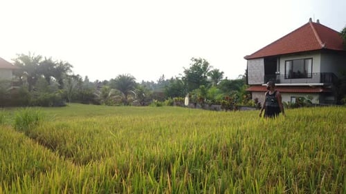 Man Walking Through a Tropical Rice Field