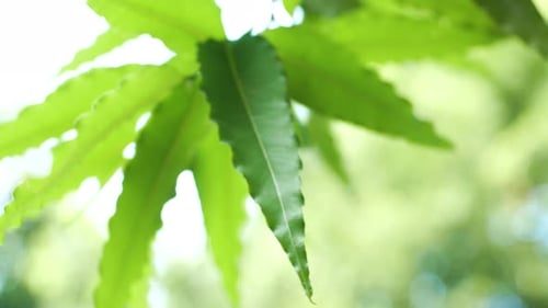 close-up of green leaves 4k