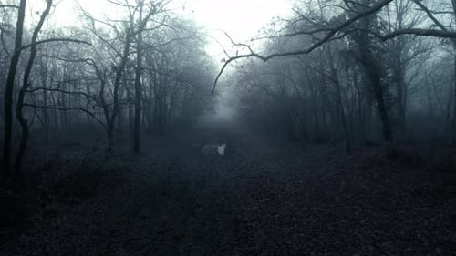 Spooky forest pathway in foggy day, dolly forward shot