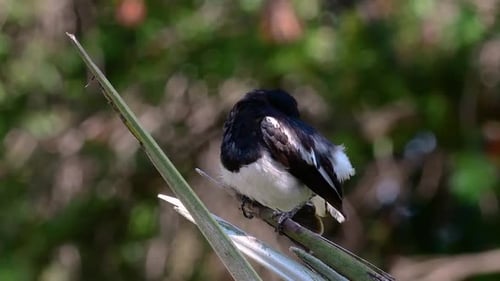 The Oriental magpie-robin is a very common passerine bird in Thailand in which it can be seen anywhe