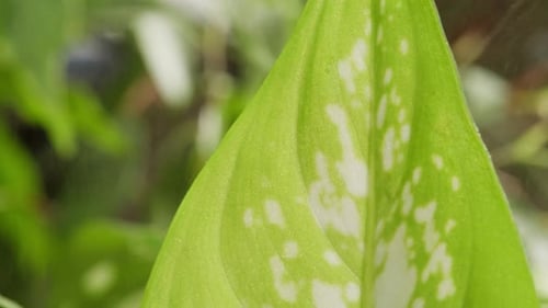 Green Leaf Close-Up with White Speckles