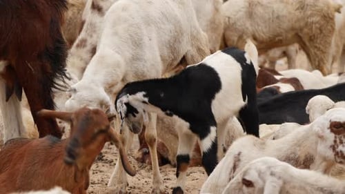 Live-Video von zwei Ziegen, die mit ihren Köpfen kämpfen, Ziegen umgeben sie